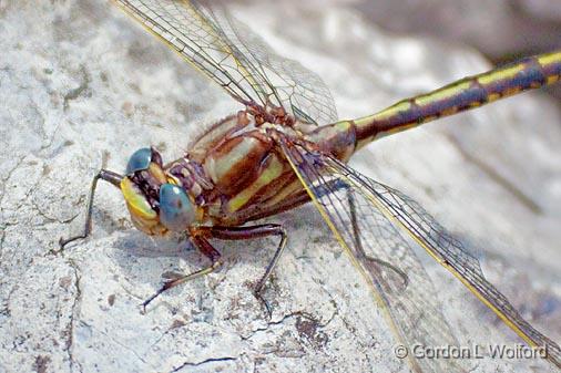Dragonfly On A Rock_00564.jpg - Photographed near Carleton Place, Ontario, Canada.